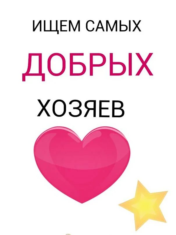 В добрые руки сайт. Ищу дом. Ищем самых добрых хозяев. Срочно ищем дом. Малышам срочно нужен дом.