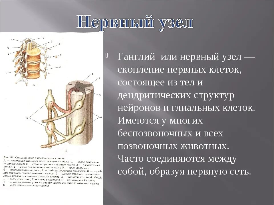 Ганглий это в биологии