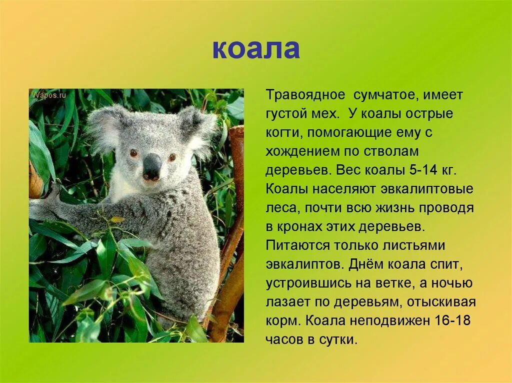 Какой тип развития характерен для коалы. Коала сумчатое. Информация о коале. Коала описание. Коала доклад.