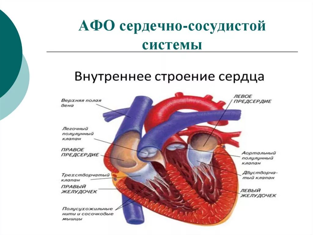 Сердечная строение и функции. Сердце человека строение Афо. Афо сердечно сосудистой системы у детей. Афо строения сердца и сосудов. Афо сердца кратко.