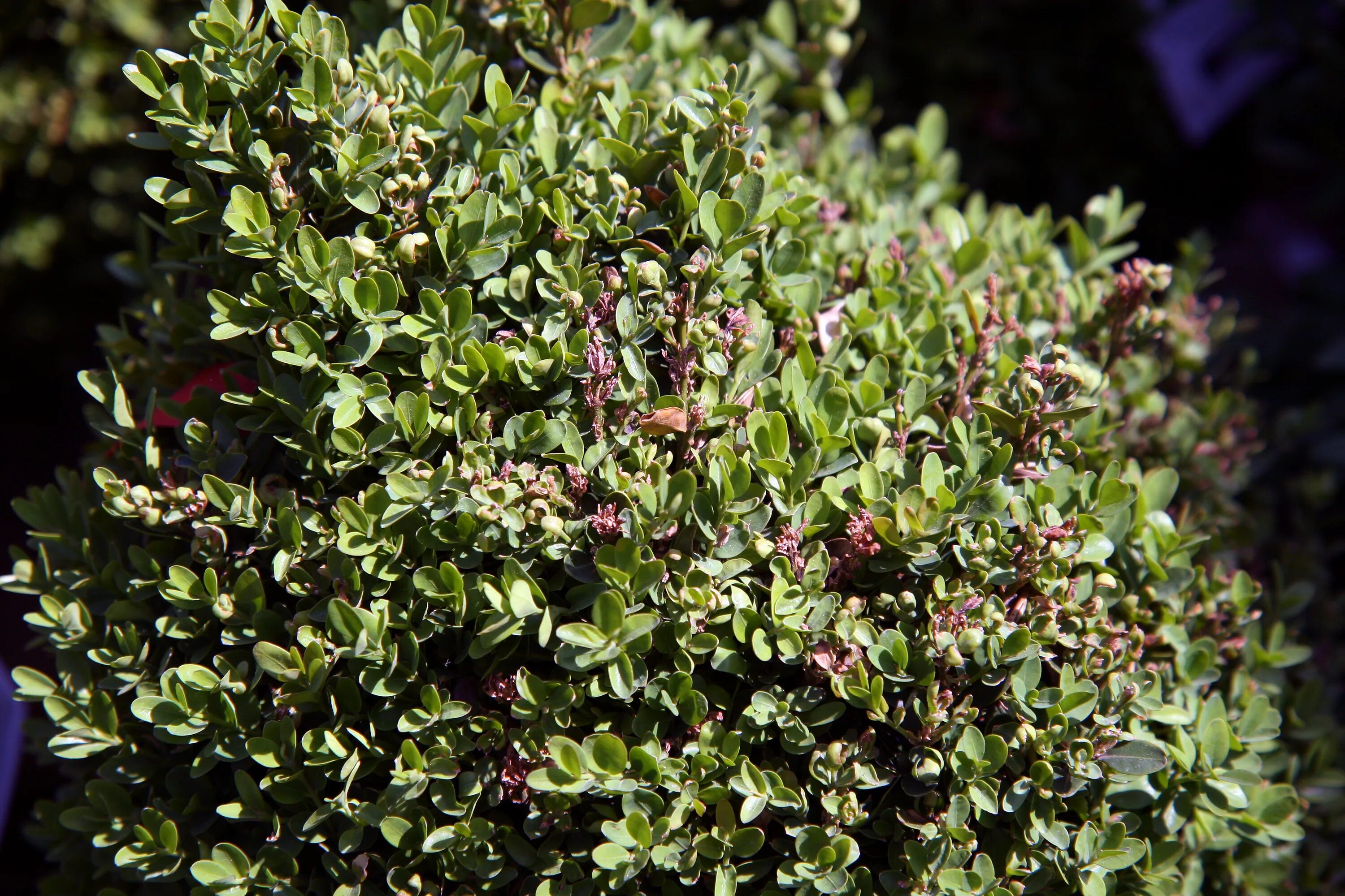 Buxus sempervirens suffruticosa. Самшит вечнозеленый suffruticosa. Самшит Буксус. Самшит вечнозелёный узколистный.