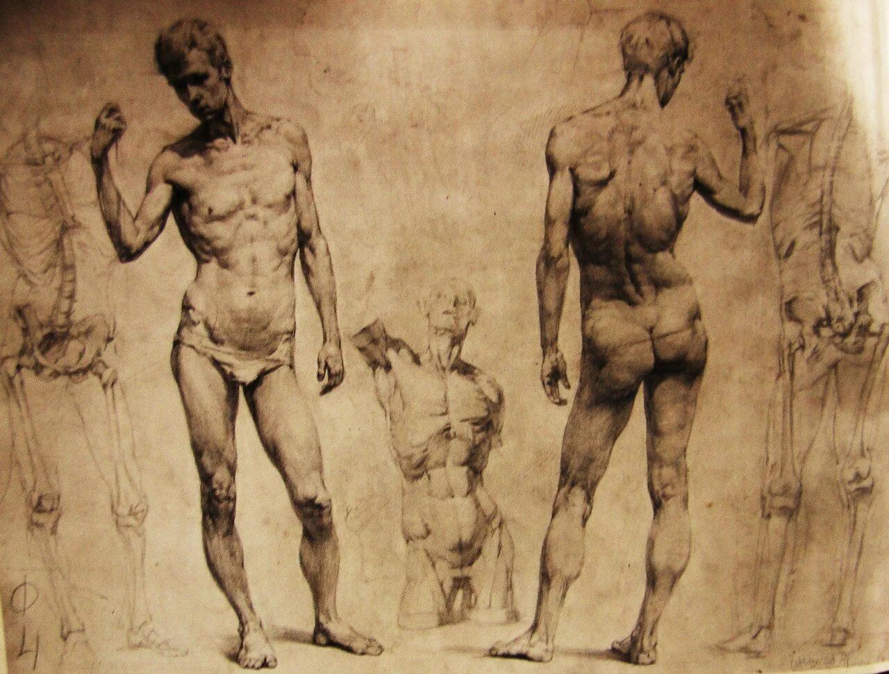 Проблематические натуры. Контрапост Микеланджело. Аполлон контрапост. Контрапост Академия художеств. Могилевцев анатомия фигуры человека.