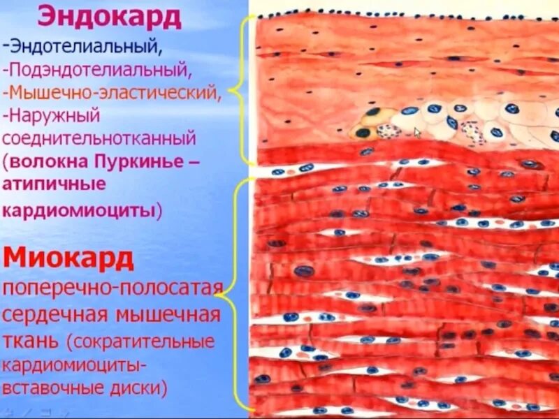 Сердечная ткань миокарда