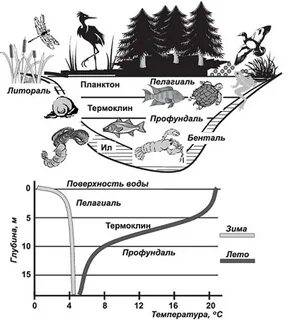 График экосистемы