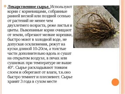 Еще корень