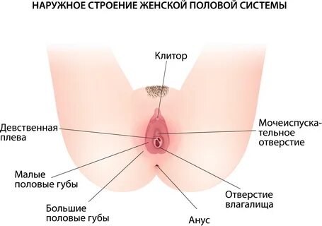 Органы женской половой системы.