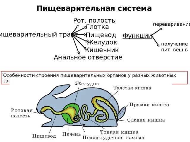 Из каких отделов состоит пищеварительный тракт млекопитающих. Строение пищеварительной системы позвоночных животных. Схема пищеварительной системы позвоночных животных. Пищеварительная система зайца. Строение пищеварительной системы зайца.