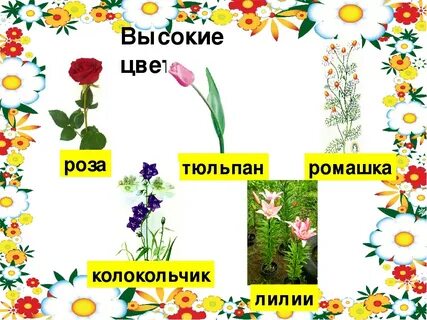 Тюльпан ромашка песня