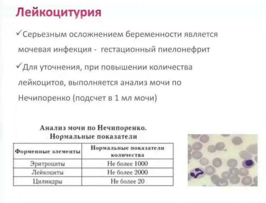 Моча ребенок лейкоциты эритроциты повышенные. Лейкоциты в моче при беременности 2 триместр норма. Норма лейкоцитов в моче у беременных 1 триместр. Лейкоциты в моче при беременности 1 триместр норма. Норма лейкоцитов в моче у беременных в 3 триместре.