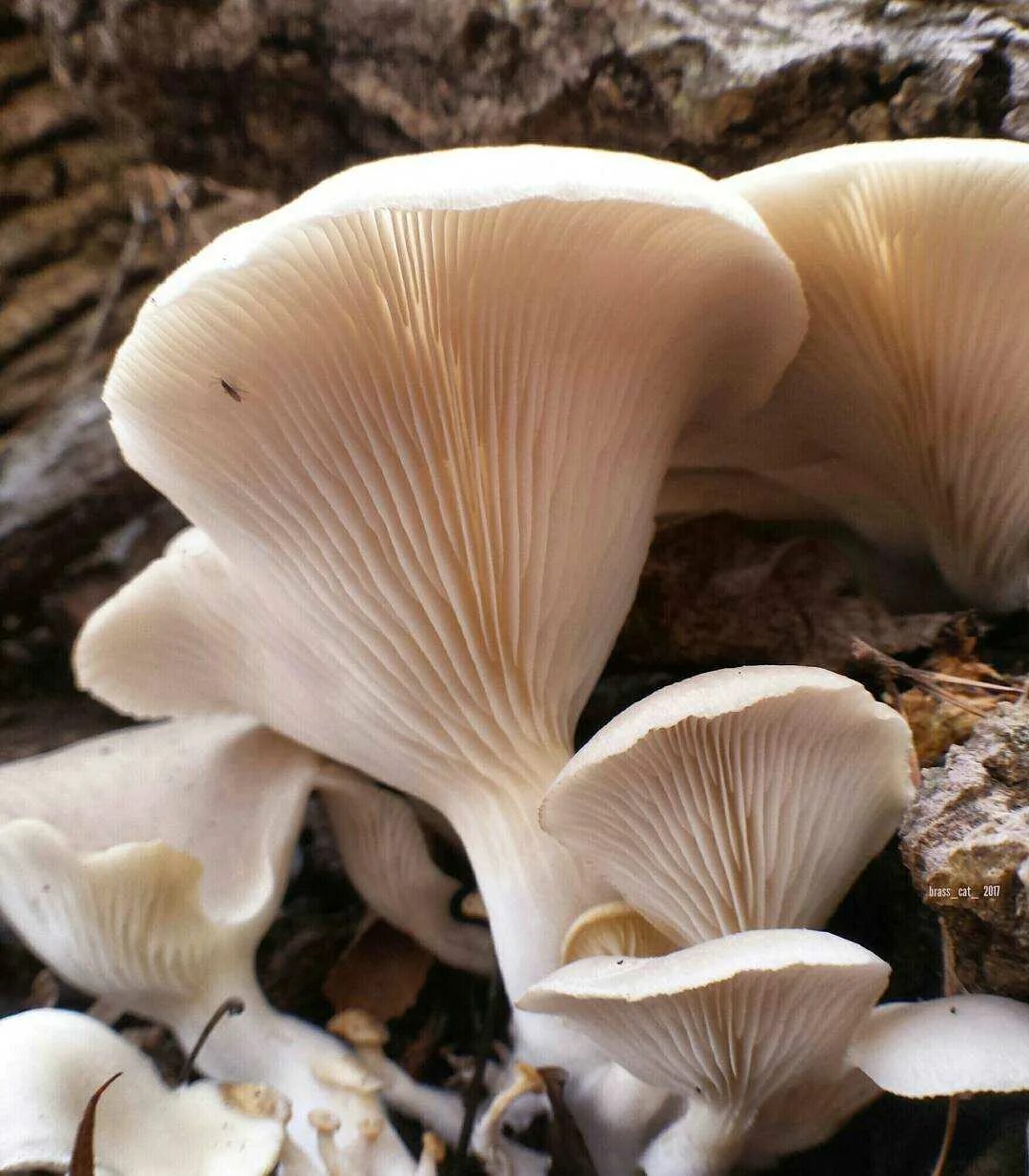 Вешенка обыкновенная. Вёшенка обыкновенная. Вешенка обыкновенная (Pleurotus ostreatus). Вешенка легочная Pleurotus pulmonarius. Под вешенки