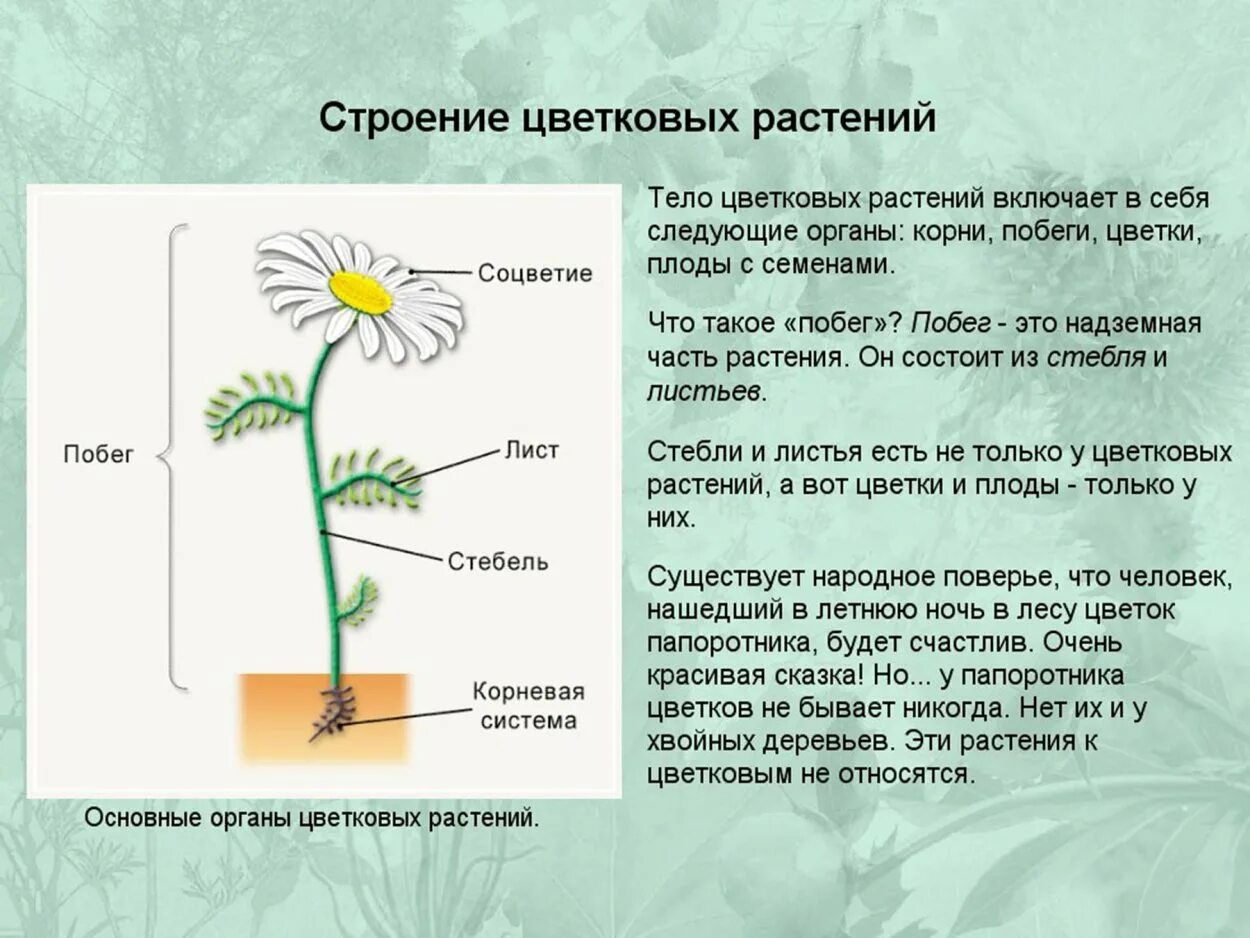 Растения города 7 класс биология конспект. Строение цветковых растений. Строение ромашки. Строение цветкового растения. Ромашка строение растения.