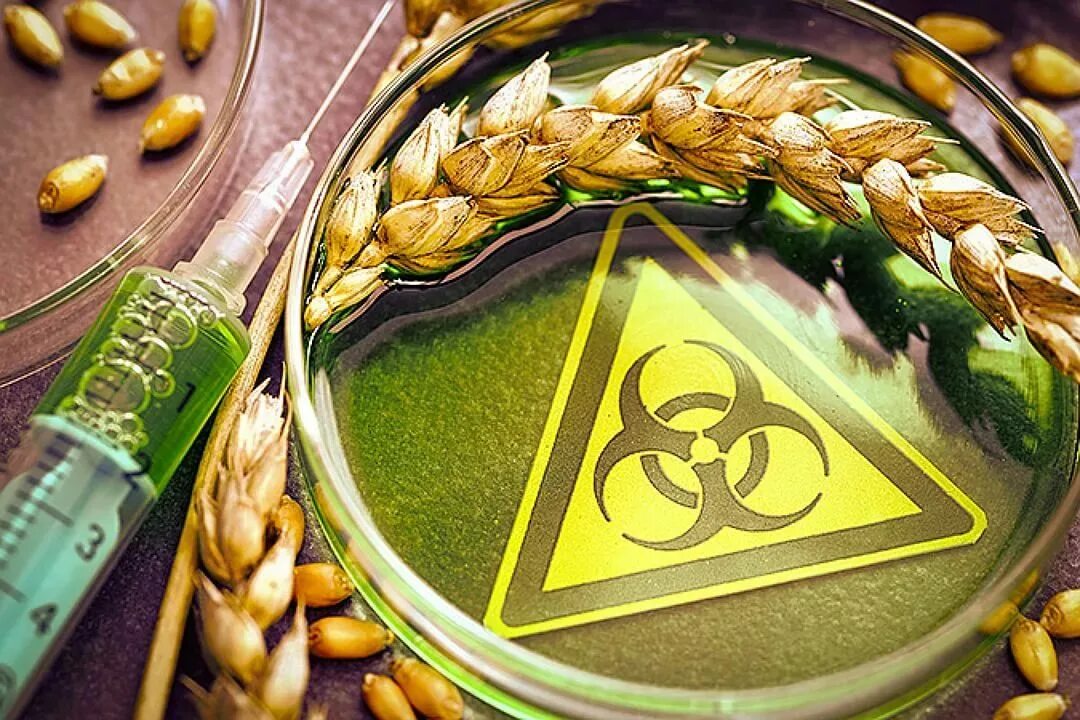 Геном пшеницы. Пшеница днк. Селекция пшеницы. Зерновые культуры. Гмо пшеница.