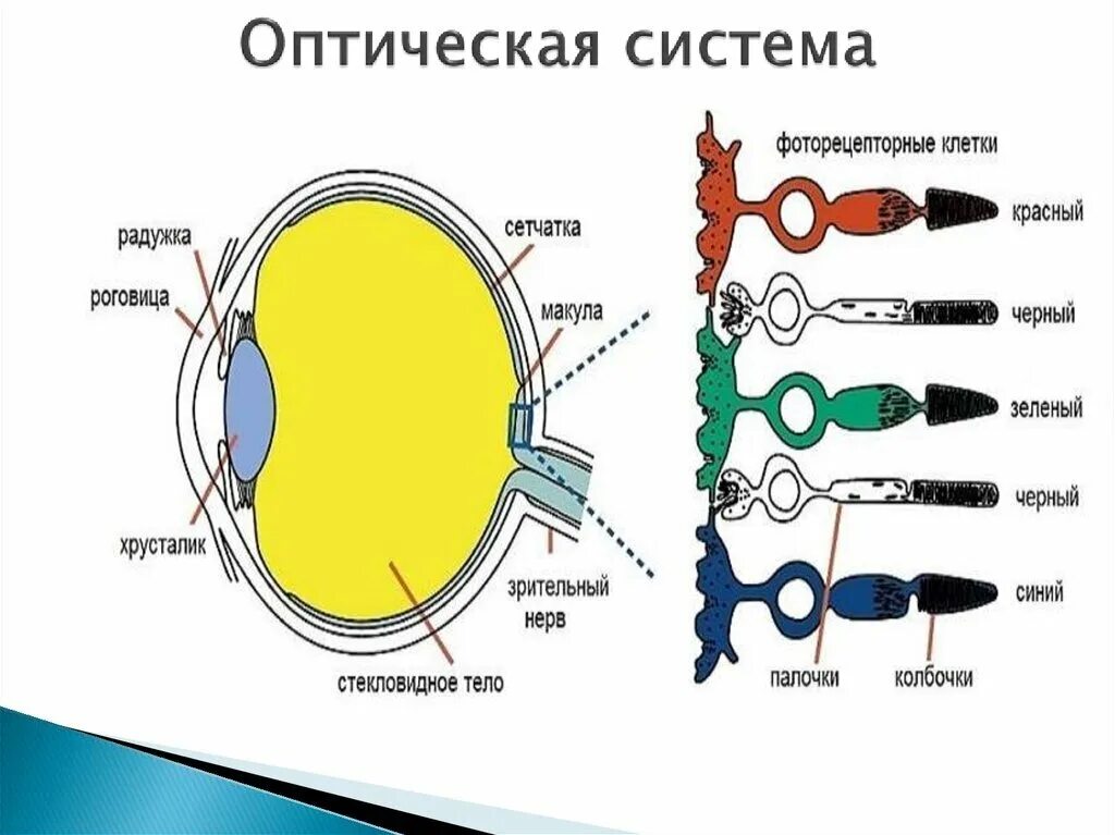 Колбочки и палочки какая оболочка глаза. Структура палочек и колбочек сетчатки. Строение глаза колбочки и палочки. Колбочки и палочки глаза функции и строение. Строение глаза человека палочки и колбочки.