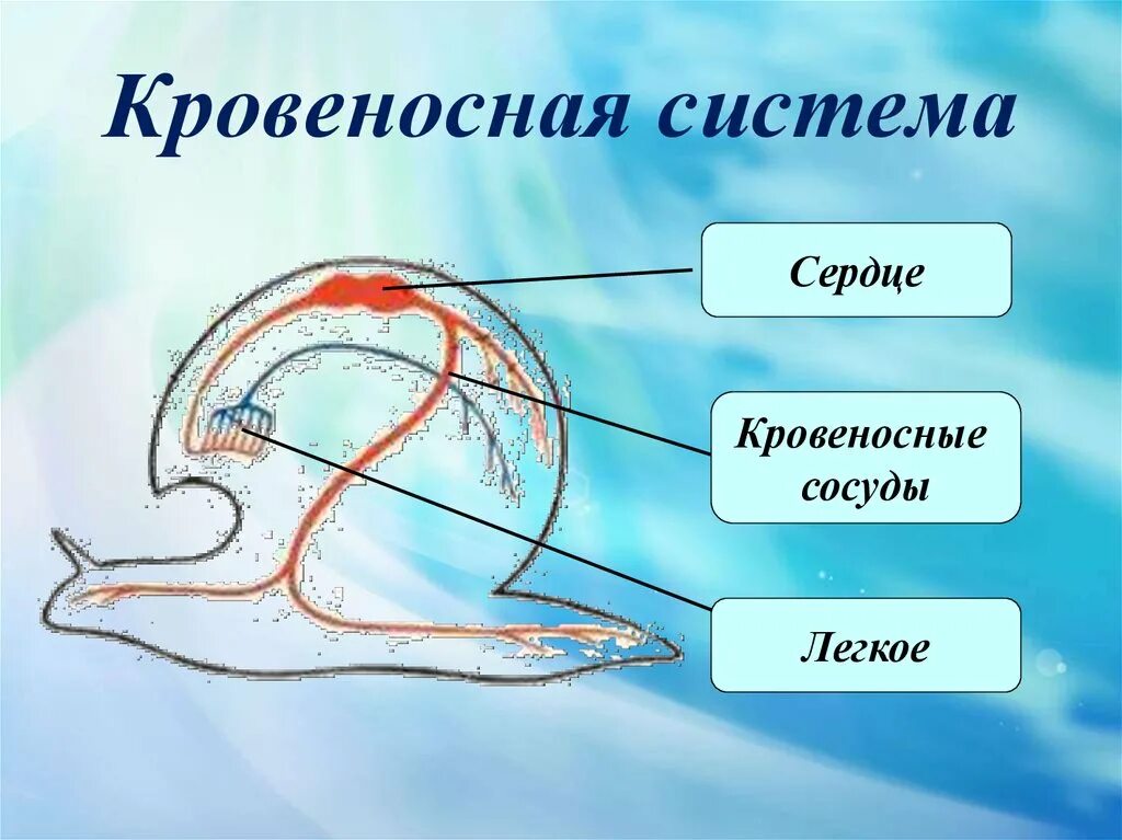 Сердце головоногих. Кровеносная система моллюсков 7 класс биология. Кровеносная система головоногих моллюсков. Незамкнутая кровеносная система у моллюсков. Класс моллюски кровеносная система.