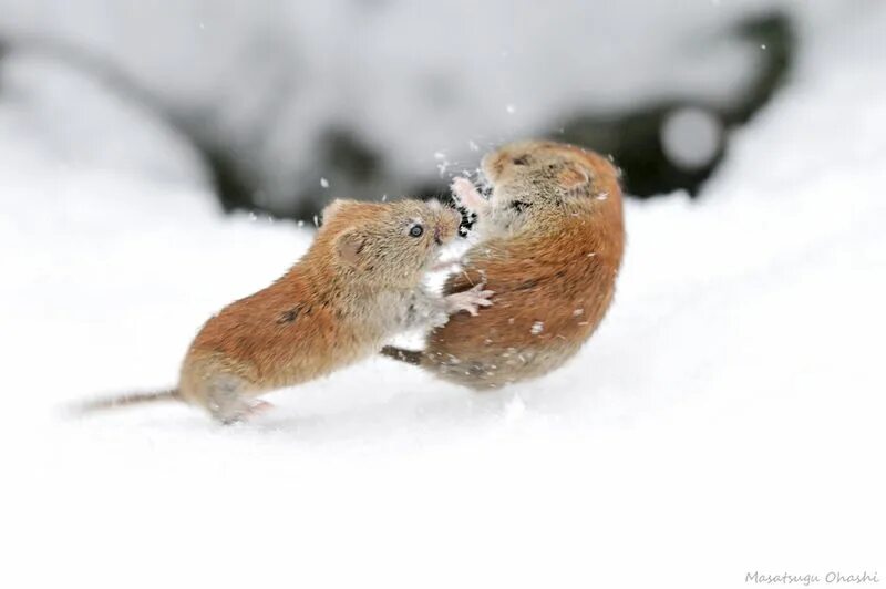 Полевые мыши зимой. Мышь зимой. Мышь зимой в лесу. Мышка в зимнем лесу. Мышонок зимой.