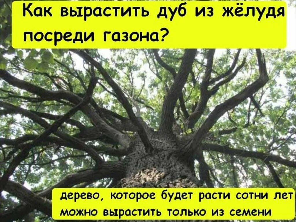 Как растет дуб. Дуб дерево сорта. Как посадить дуб. Как вырастить дуб дерево.