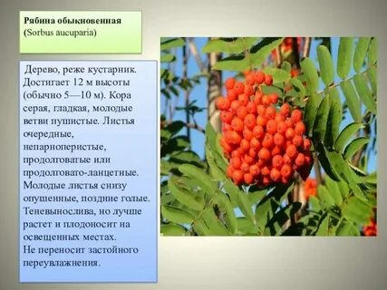 Рябина буша систематическая категория