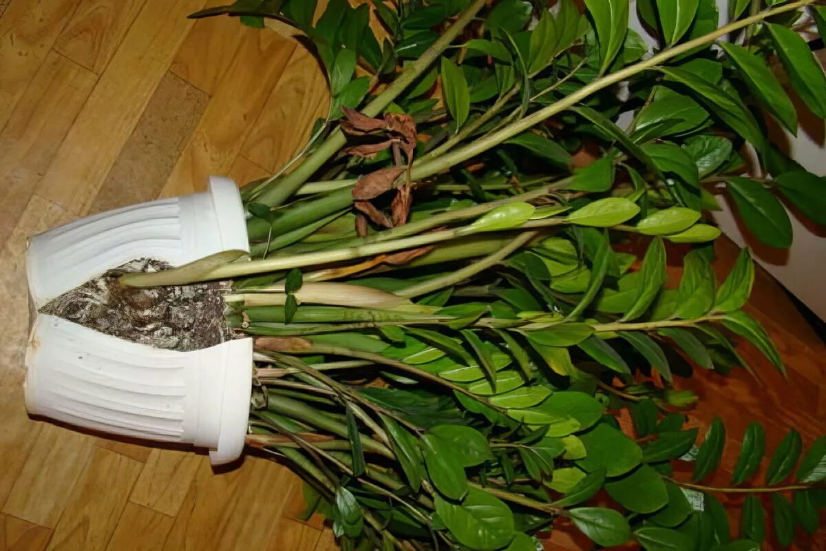 Кустит