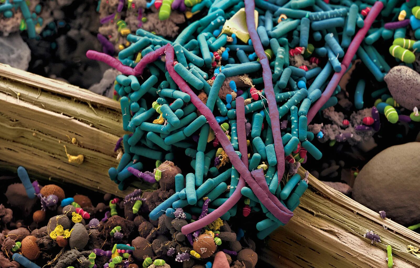 Corynebacterium tuberculostearicum что это. Домашние микроорганизмы. Бордетелла бронхисептика. Сапрофиты пылевые клещи. Бактерии бациллус.