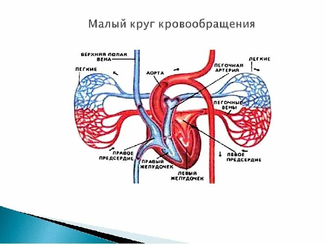 Схема малого круга. Малый круг кровообращения схема. Схема малого круга кровообращения. Артерии малого круга кровообращения схема. Кровообращения передней