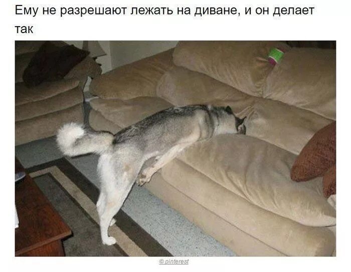 Собака устала от всего этого мем Pin de