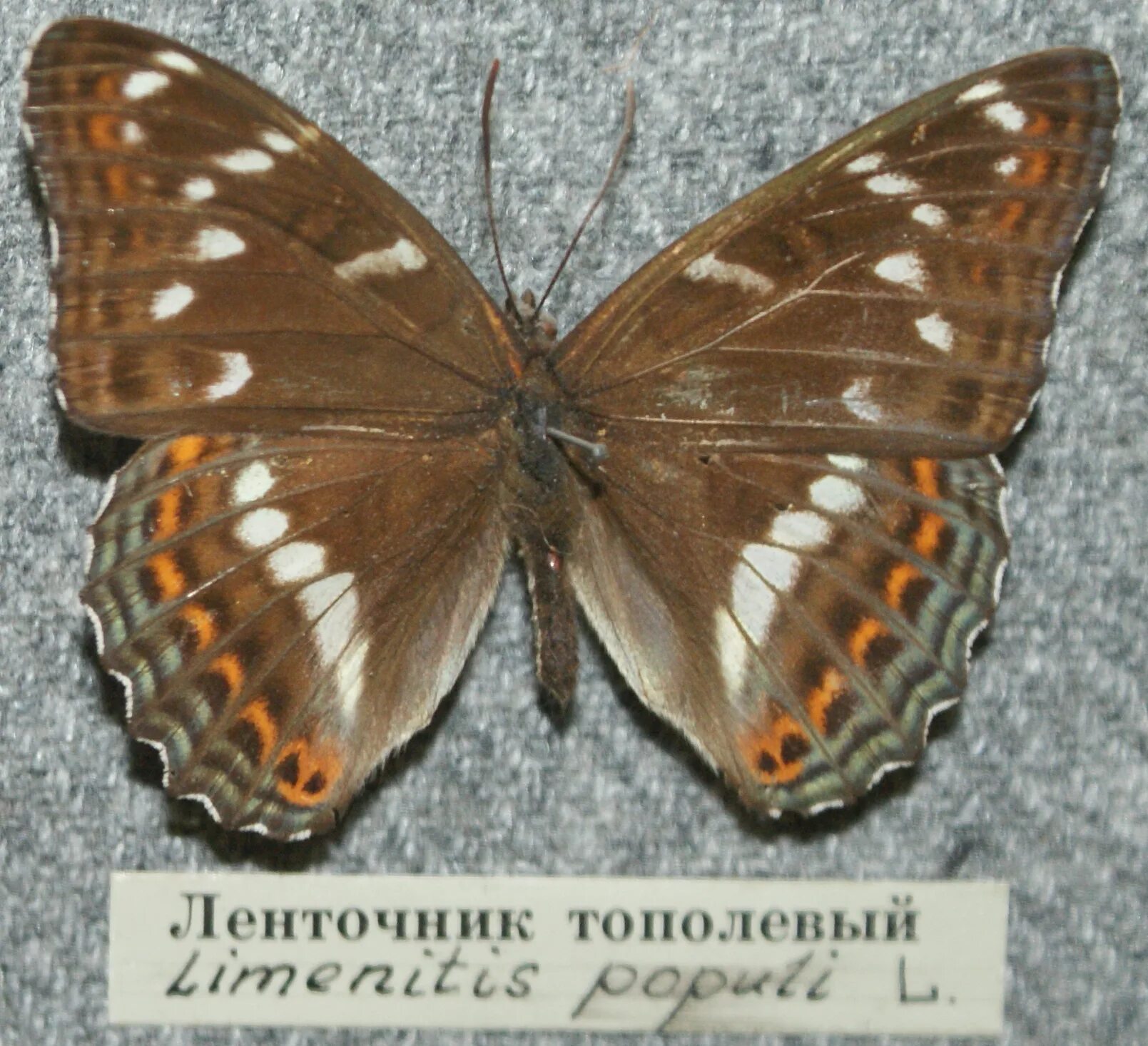 Ленточник Тополёвый - Limenitis Populi. Ленточник Тополевый бабочка. Куколка ленточника тополевого. Большой Тополевый ленточник.