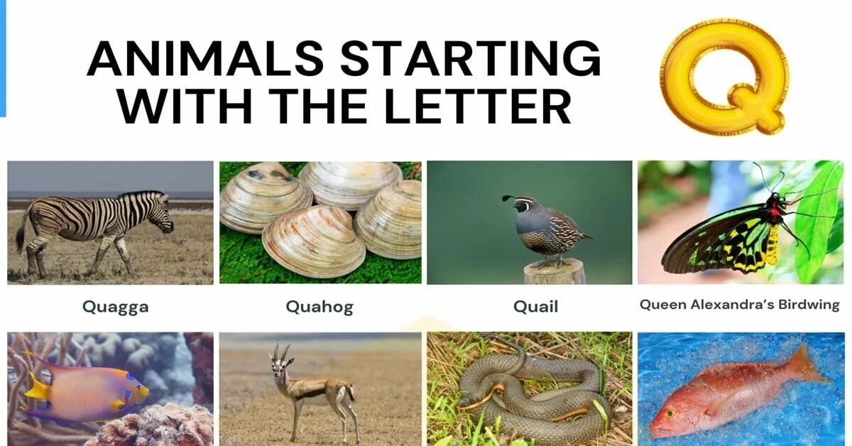 Starting with the smallest. Animals that start with s. animals starting with u. animals starting with c. animal name starting with q.