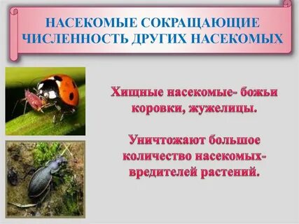Насекомое термин