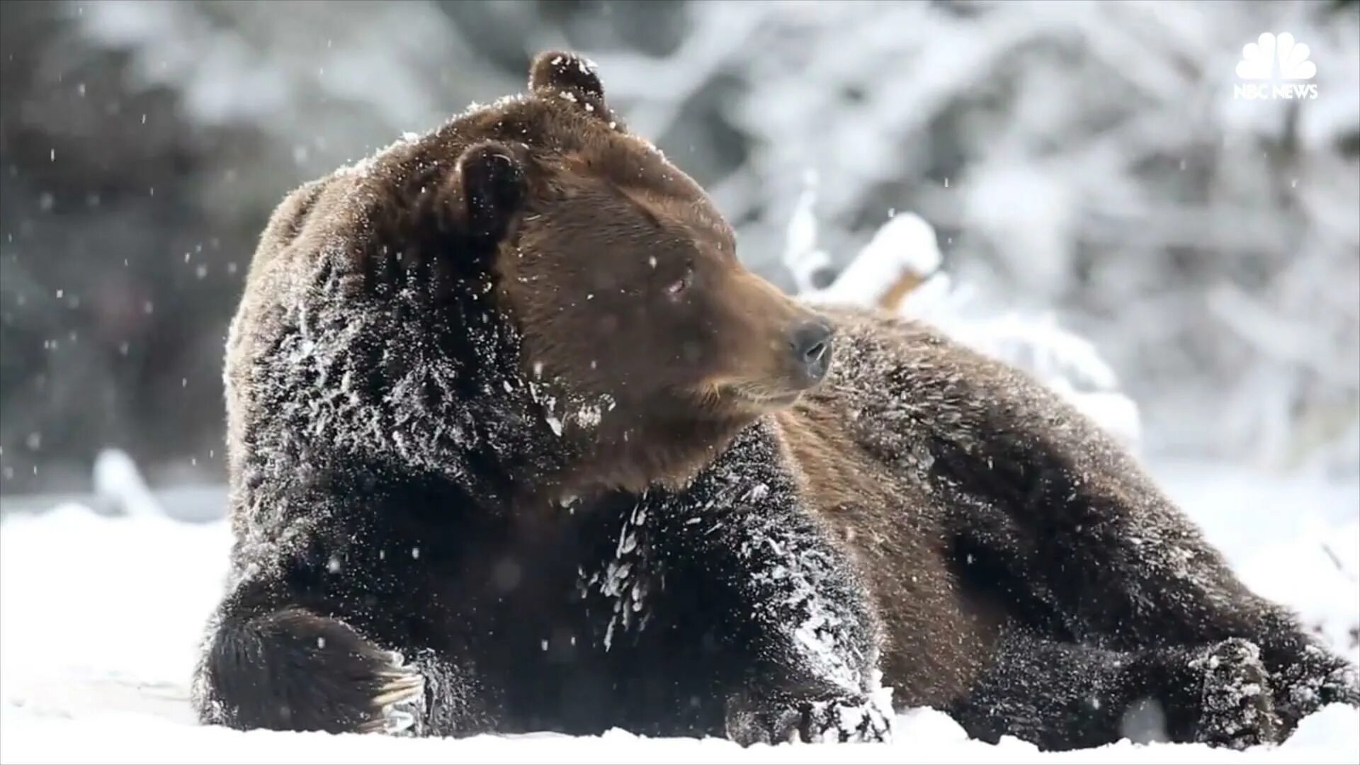 Медведь Гризли зимой. Бурый медведь в снегу. Медведь в снегу. Медвежонок в снегу.