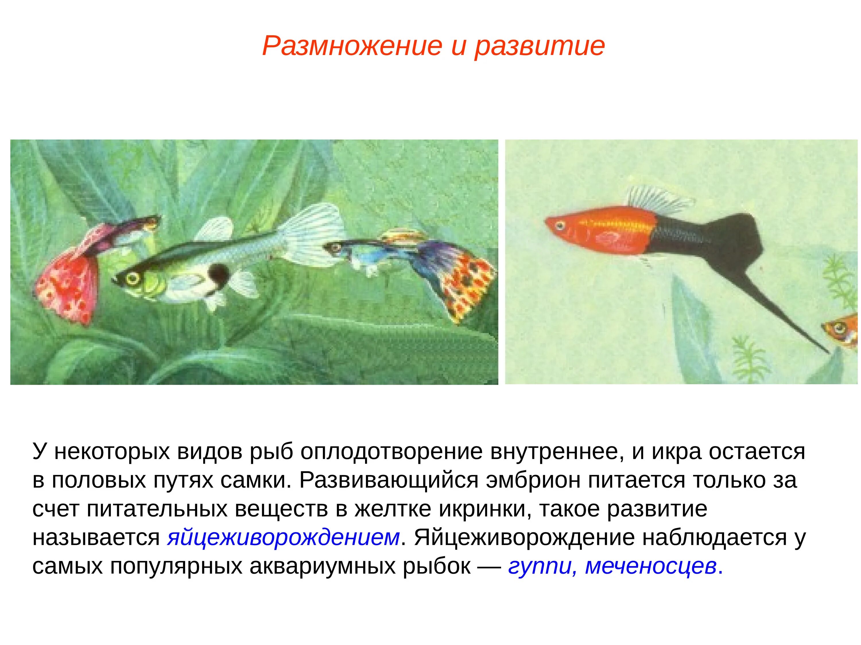 Размножение и оплодотворение у рыб. Внутреннее оплодотворение у рыб. Развитие рыб. Этапы размножения рыб.