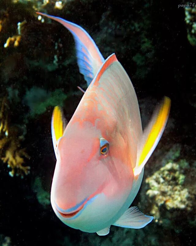 рыба улыбается. самая добрая рыба. милые рыбки. зубастая акула смешная. тупорылая акула или акула-бык.