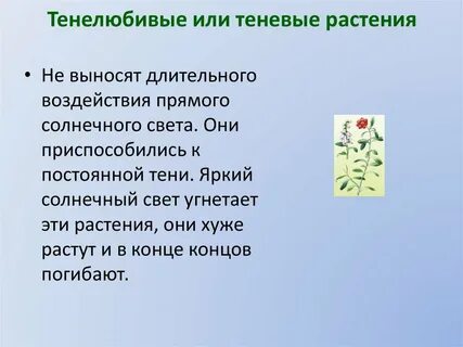 Характеристика тенелюбивых растений