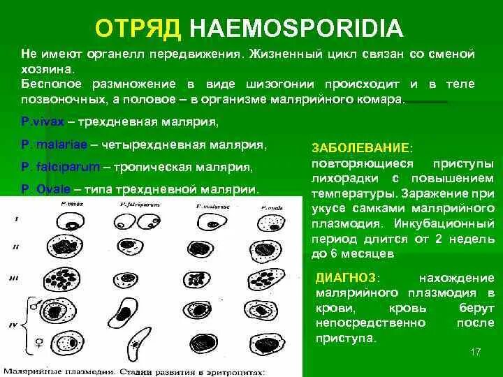 Органеллы передвижения. Гемоспоридии цикл развития. Отряд гемоспоридии. Жизненный цикл гемоспоридии схема. Гемоспоридии строение.