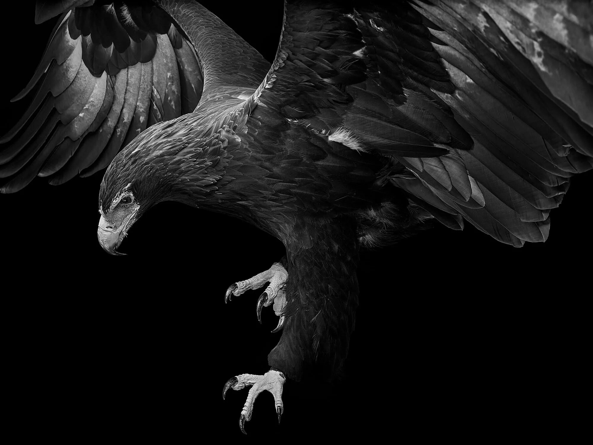 Орел на черном фоне. Black white орел. Black white орел. Орел на черном фоне. Black white орел.