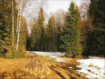 Апрель лесной свердловская область