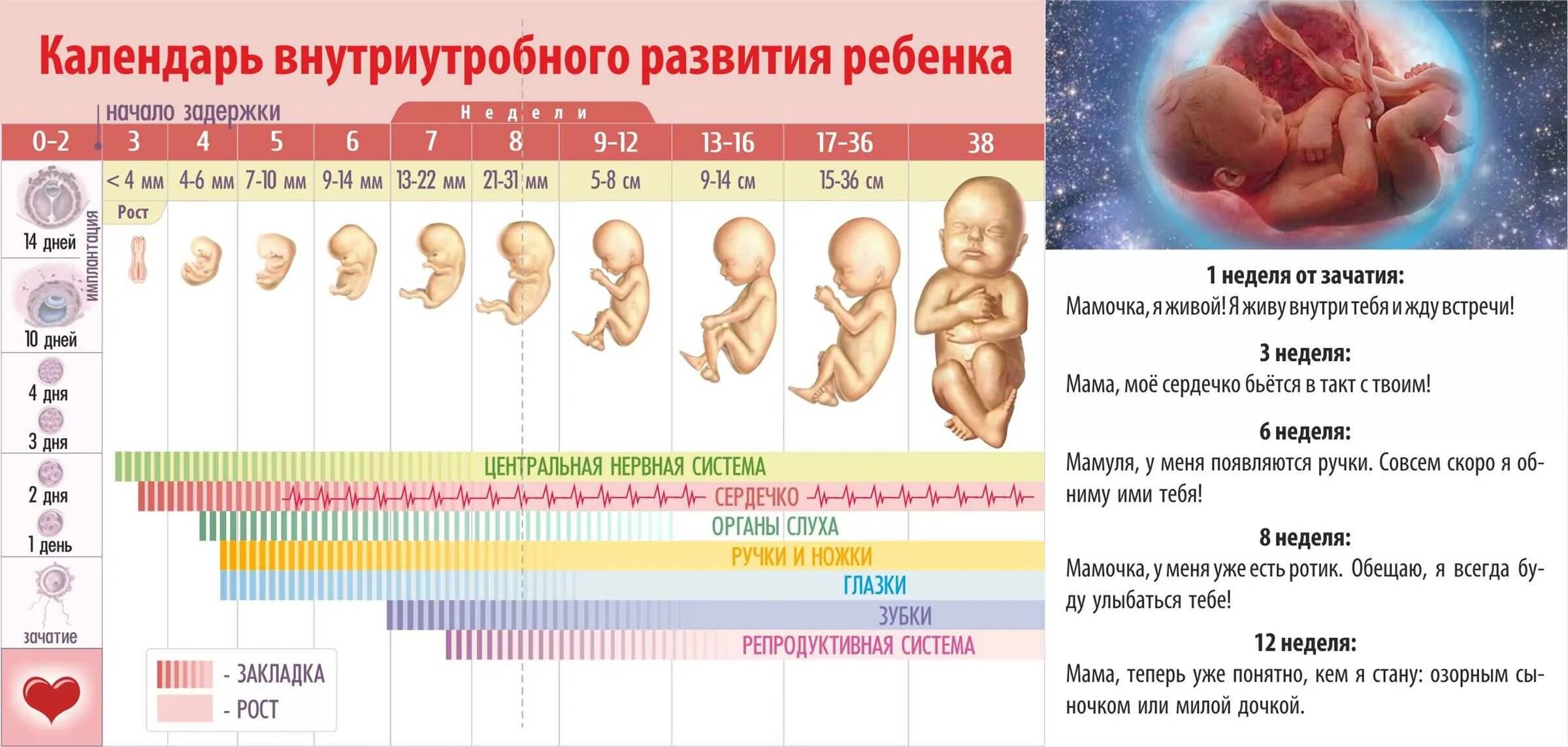 Примерно через две недели. Периоды внутриутробного развития плода и эмбриона. Периоды формирования плода по неделям беременности. Формирование ребенка по неделям беременности фото плода по неделям. Стадии развития ребенка в утробе матери.