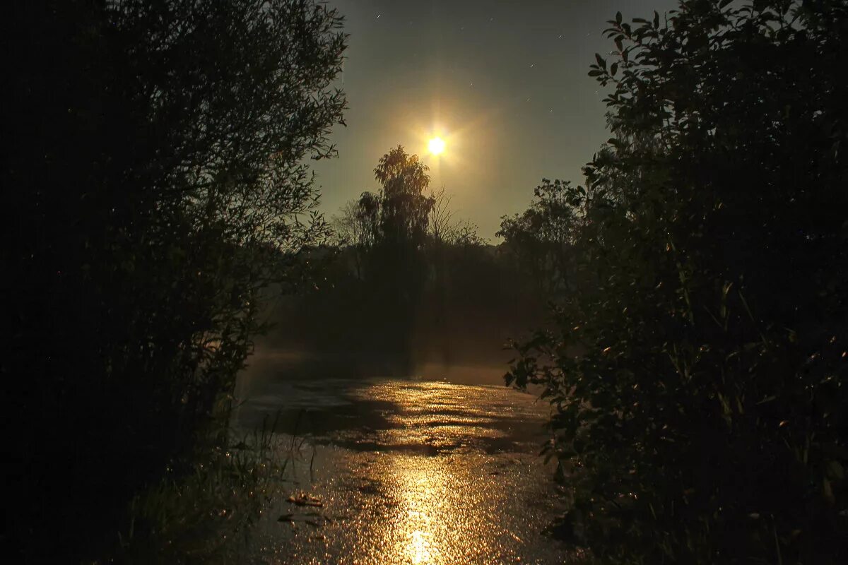 Природа летней ночью