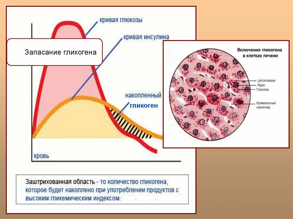 Запасание гликогена. Запасание гликогена в клетках. Питание мышц гликоген. Запасание гликогена у грибов.