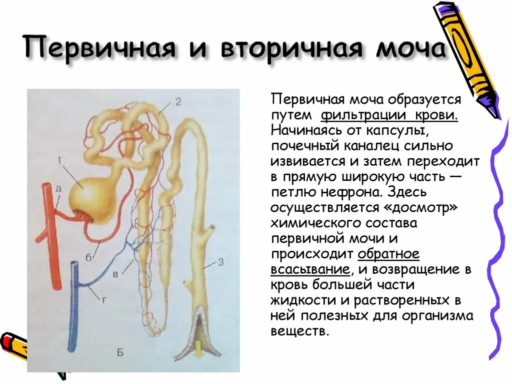 Вторичная моча образуется в мочеточнике. Первичная вторичная МО. Первичная моча. Первичная мочи и вторичная моча. Первичная моча и вторичная моча.