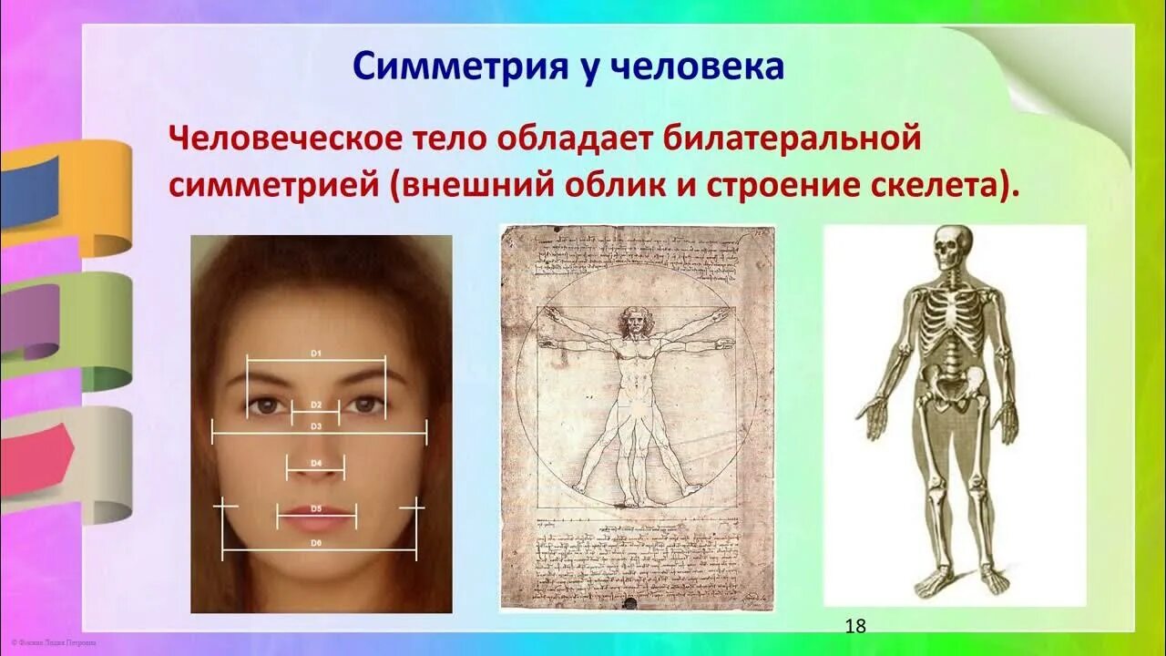 Симметрия в организме. Пропорции и симметрия человека анатомия. Асимметрия в организме человека. Симметрия человеческого тела. Симметрия тела животного.