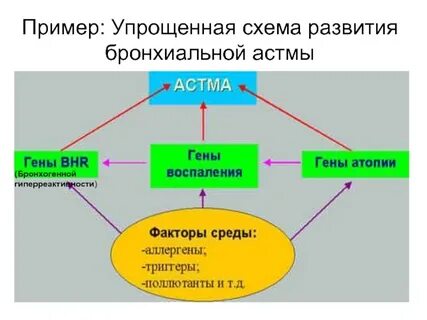 Влияние генетических и средовых факторов на развитие
