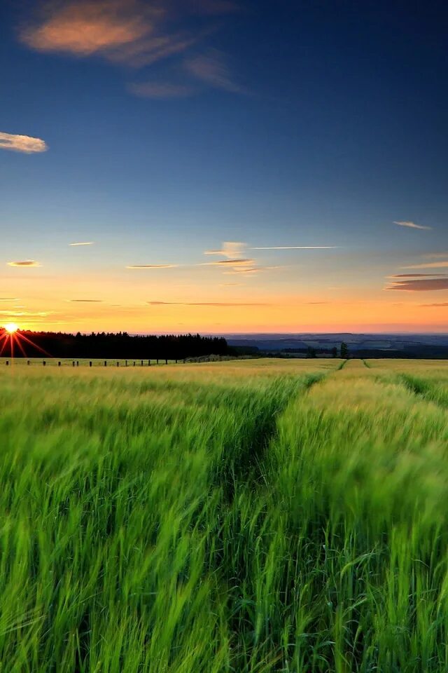 Пейзаж. Пшеница и голубое небо. Поле вертикально. Русское поле. Поле вертикально.