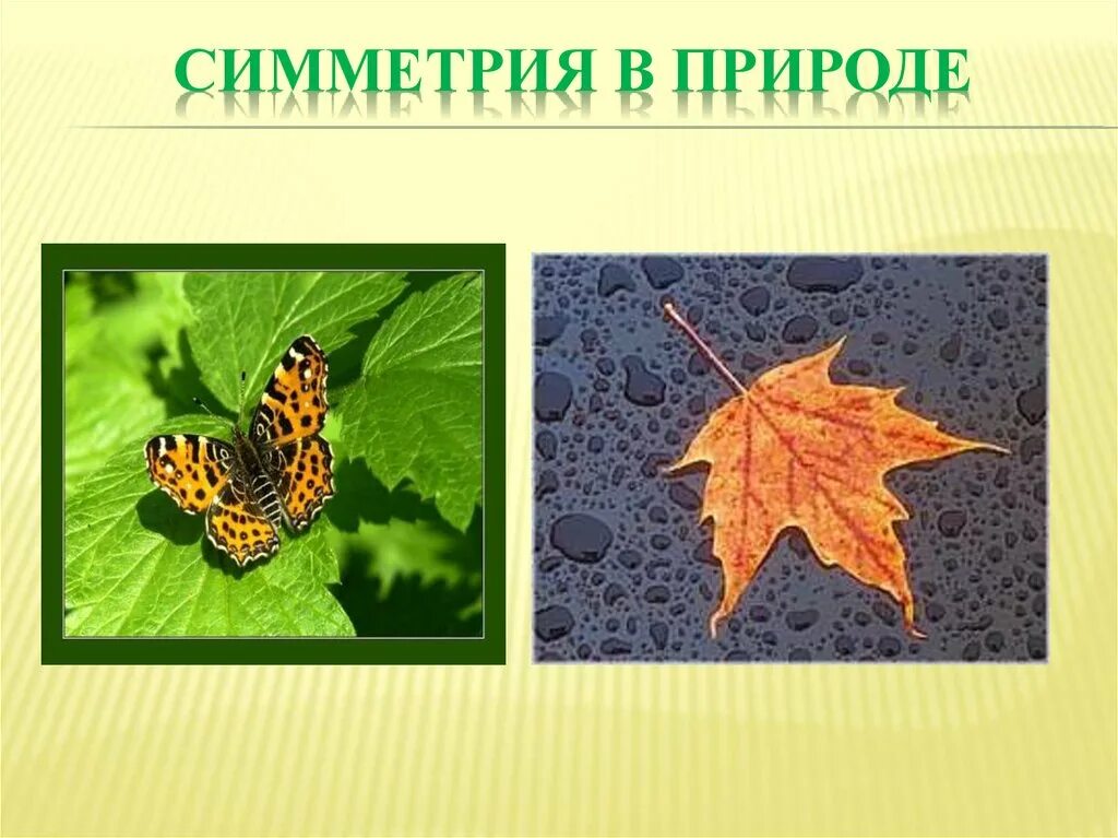 Симметрия в природе. Симметрия растений и животных. Осевая симметрия в биологии. Симметрия бывает в природе.