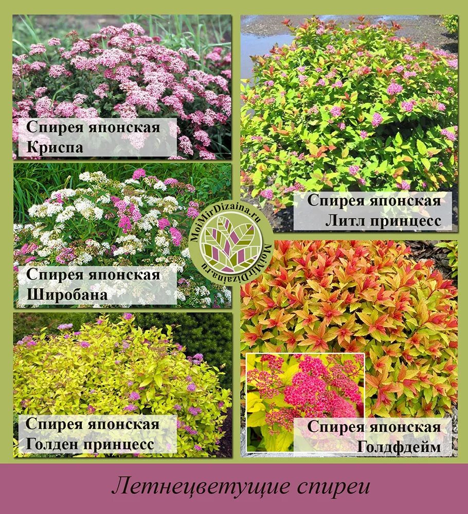 Виды спиреи фото с названиями и описанием СПИРЕЯ НАБОР 3 ШТ. туба Агрофирма "ФЛОС"