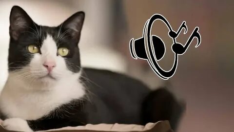 Tuxedo cat