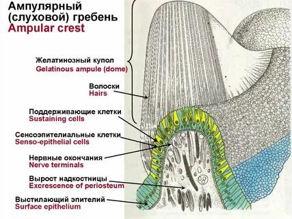 Слуховые гребешки