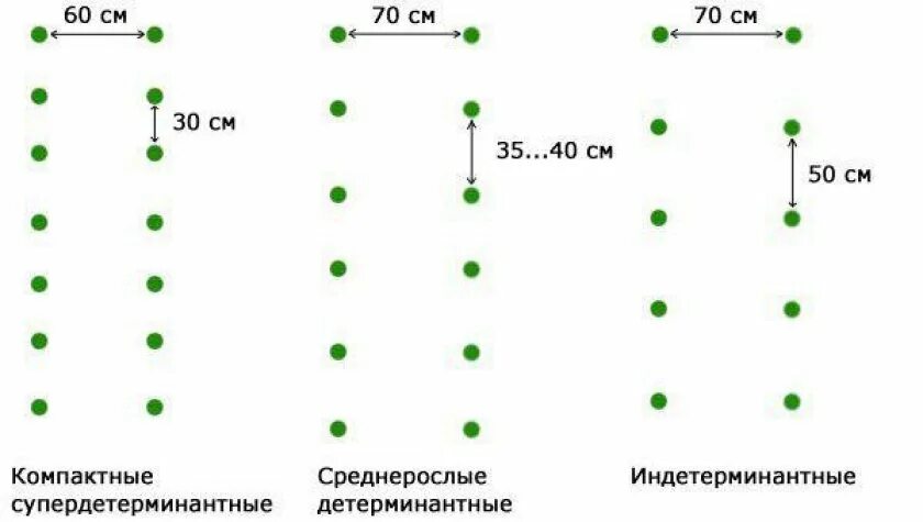 Через какое расстояние сажать помидоры в теплице. Схема высодки тамата в теплице. Схема высадки рассады помидор в теплицу. Схема посадки томатов в теплице. Схема посадки помидор в теплице.