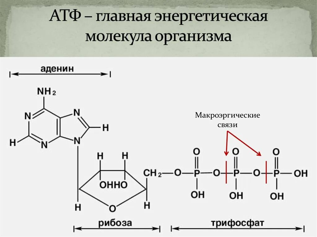 Макроэргические связи в АТФ. Макроэргические соединения АТФ. Формула макроэргического соединения АТФ. Макроэргические связи в молекуле АТФ.