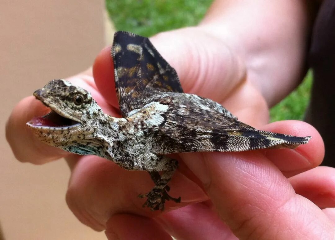 Самого маленького дракона. Летучий дракон (Draco volans). Draco volans ящерица. Агама ящерица Летучий дракон. Ящерица Драко (Драко Воланс).