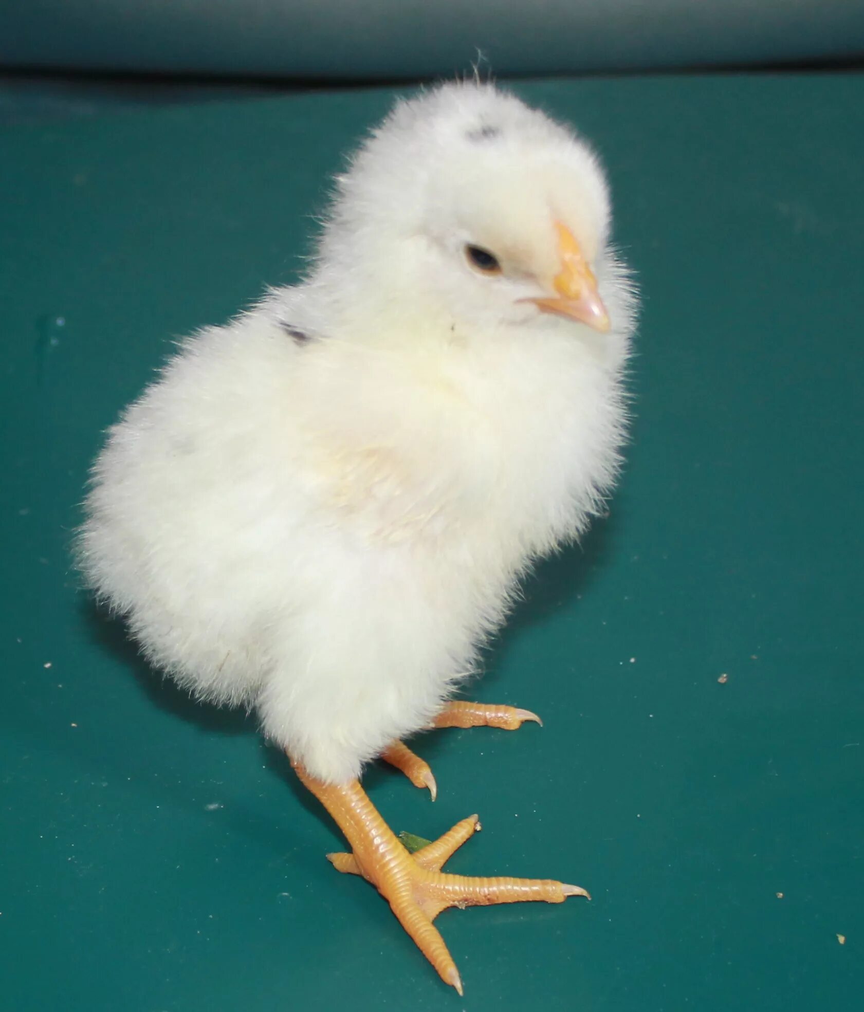 Chick 1. Цыпленок. Цыпленок 1. Месячный цыпленок. Месячные цыплята.